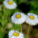 Acroclinum roseum 'Blanc' (2)